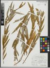 Foto von Salix alba subsp. vitellina (L.) Arcang. x Salix babylonica L.